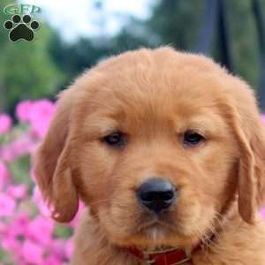 Fred, Golden Retriever Puppy