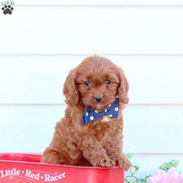 Freddy, Cavapoo Puppy