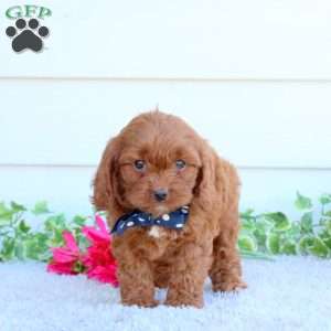 Freddy, Cavapoo Puppy