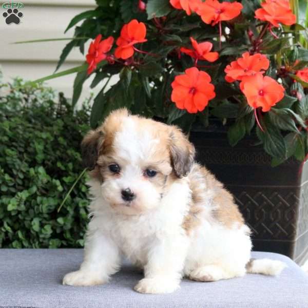 Frida, Teddy Bear Puppy