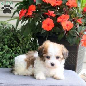 Frida, Teddy Bear Puppy
