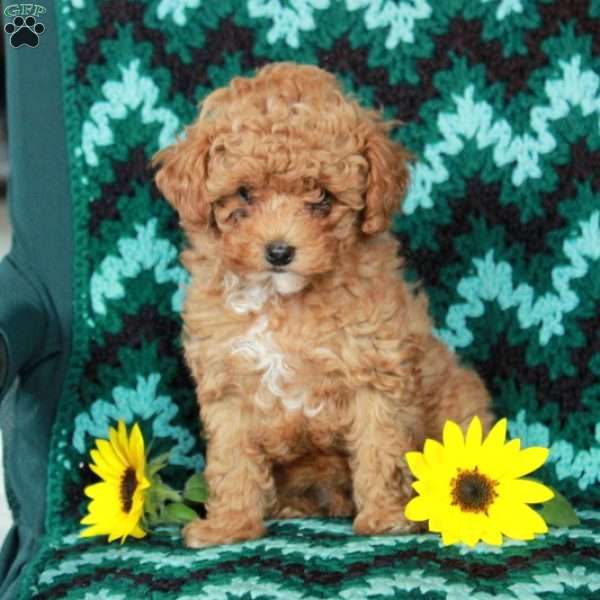 Frisky, Toy Poodle Puppy
