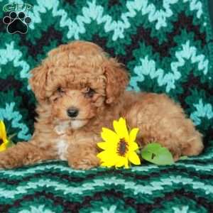 Frisky, Toy Poodle Puppy