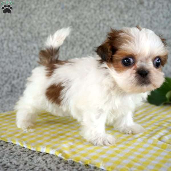 Frisky, Shih Tzu Puppy