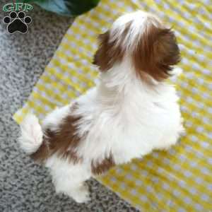 Frisky, Shih Tzu Puppy