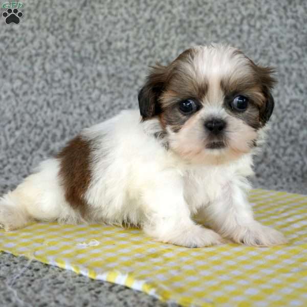 Fritz, Shih Tzu Puppy