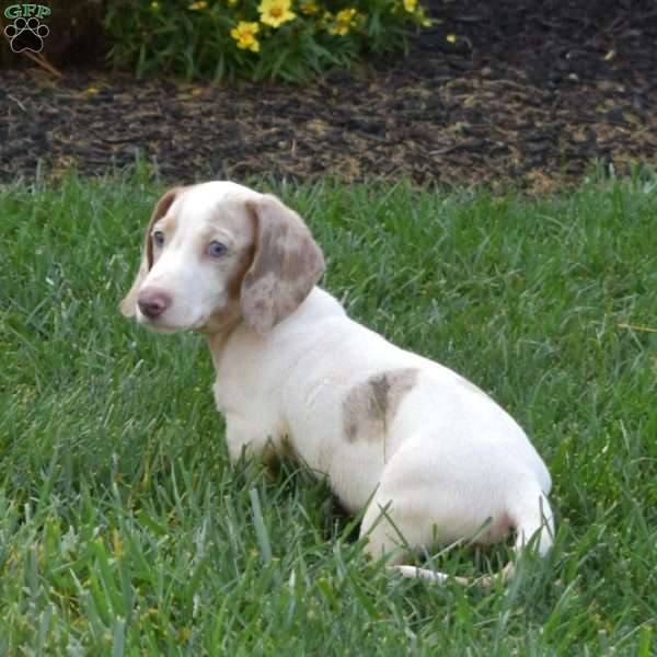 Frosty-Mini, Dachshund Puppy