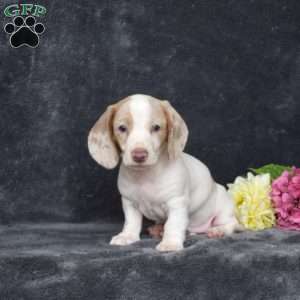 Frosty-Mini, Dachshund Puppy