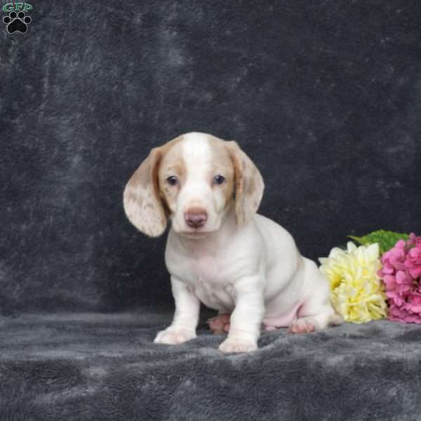 Frosty-Mini, Dachshund Puppy