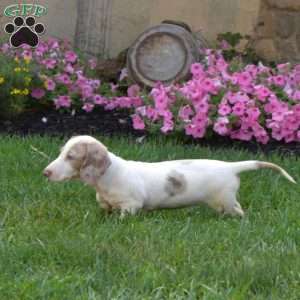 Frosty-Mini, Dachshund Puppy