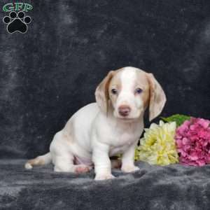 Frosty-Mini, Dachshund Puppy