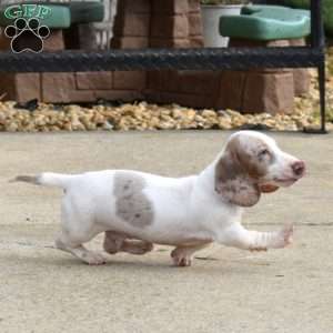 Frosty-Mini, Dachshund Puppy