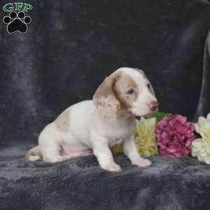 Frosty-Mini, Dachshund Puppy
