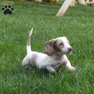 Frosty-Mini, Dachshund Puppy