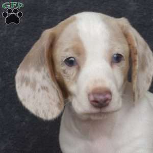Frosty-Mini, Dachshund Puppy