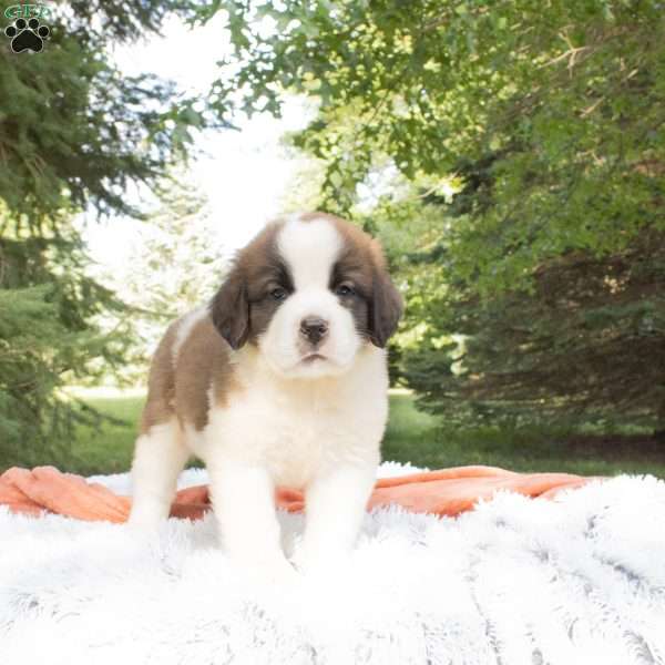 Hazel, Saint Bernard Puppy