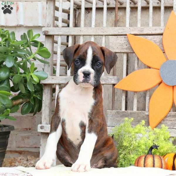 Fudge, Boxer Puppy