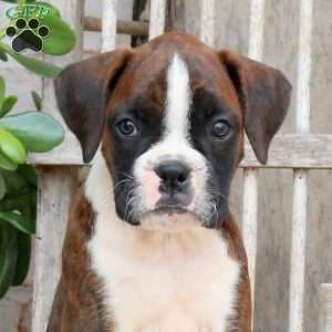 Fudge, Boxer Puppy
