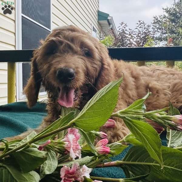 Bubbles, Goldendoodle Puppy