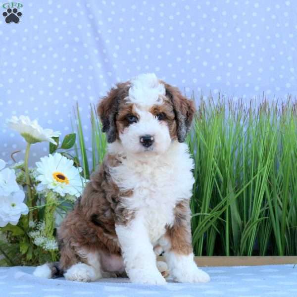 Gabby, Mini Bernedoodle Puppy
