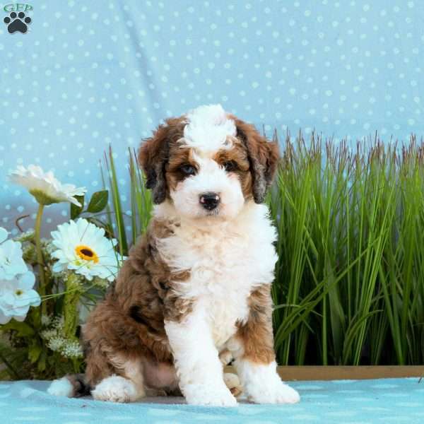 Gabby, Mini Bernedoodle Puppy