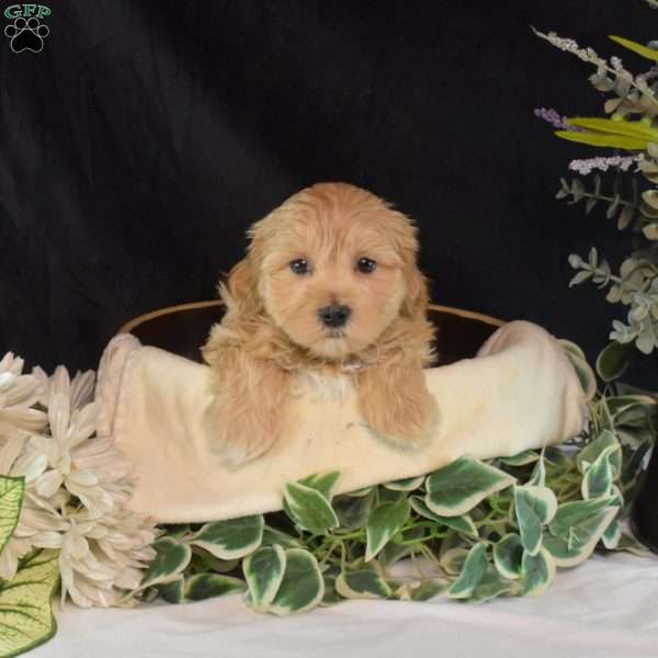 Gabby, Maltipoo Puppy