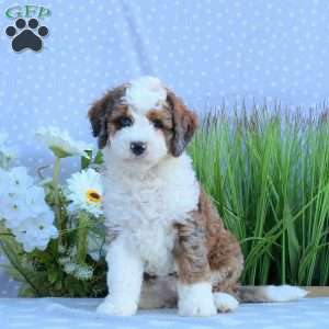 Gabby, Mini Bernedoodle Puppy