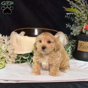 Gabby, Maltipoo Puppy