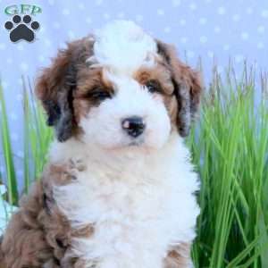 Gabby, Mini Bernedoodle Puppy