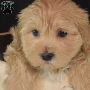 Gabby, Maltipoo Puppy