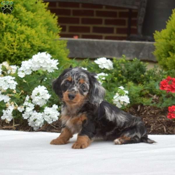 Gadget-Mini, Dachshund Puppy
