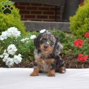 Gadget-Mini, Dachshund Puppy