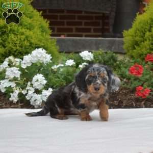Gadget-Mini, Dachshund Puppy