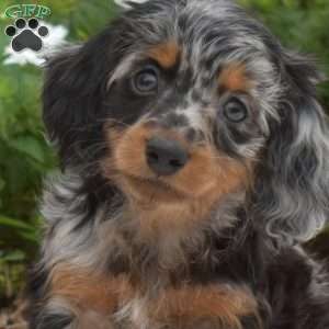 Gadget-Mini, Dachshund Puppy
