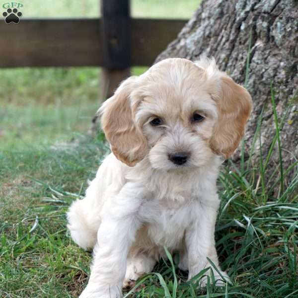 Gail, Cockapoo Puppy
