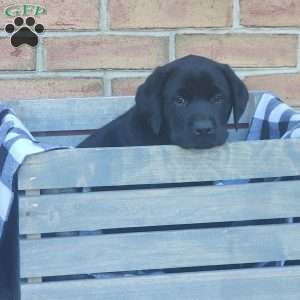 Galaxy, Black Labrador Retriever Puppy