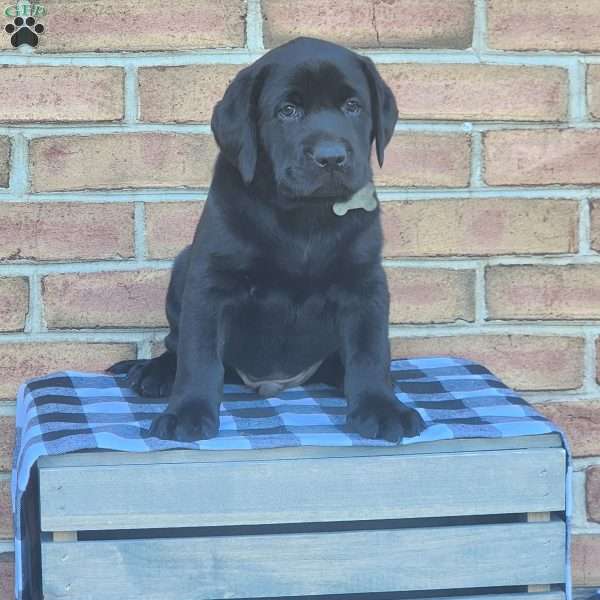 Galaxy, Black Labrador Retriever Puppy