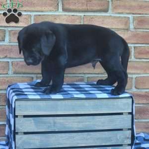 Galaxy, Black Labrador Retriever Puppy
