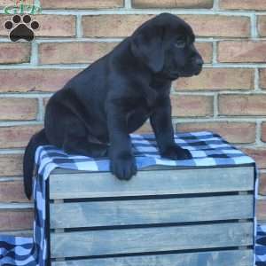 Galaxy, Black Labrador Retriever Puppy