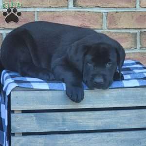 Galaxy, Black Labrador Retriever Puppy