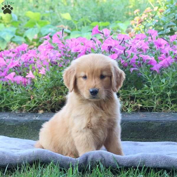 Garfield, Golden Retriever Puppy