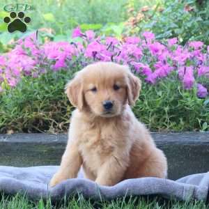 Garfield, Golden Retriever Puppy