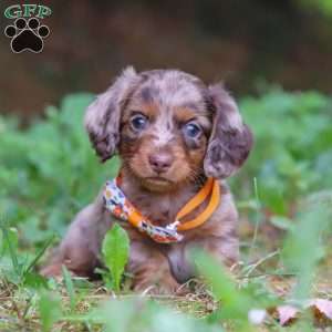 Garret, Dachshund Puppy