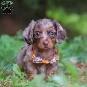 Garret, Dachshund Puppy