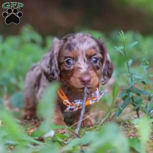 Garret, Dachshund Puppy