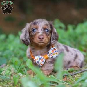 Garret, Dachshund Puppy