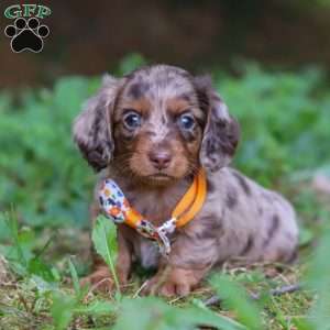 Garret, Dachshund Puppy