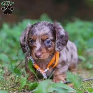 Garret, Dachshund Puppy