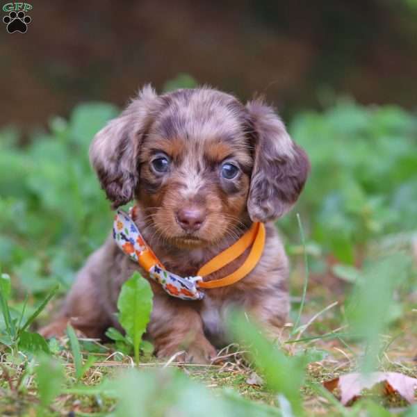 Garret, Dachshund Puppy