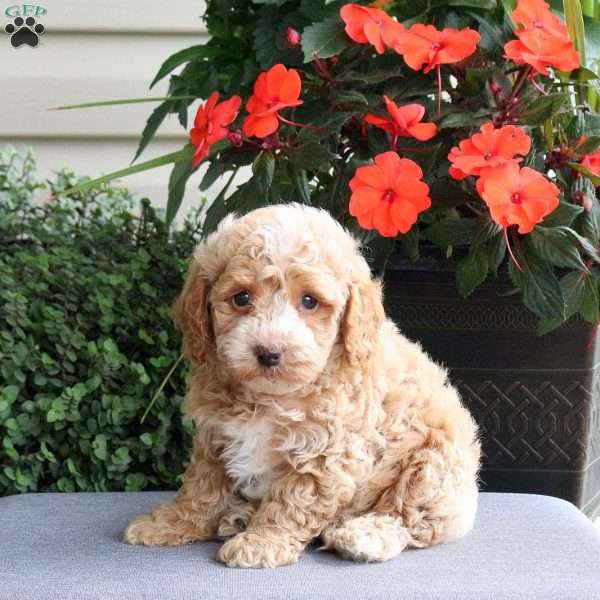 Garrett, Bich-Poo Puppy